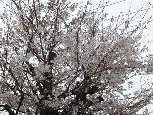 桜❀開花