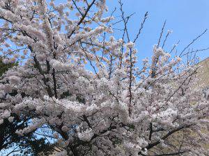 花を咲かせるために