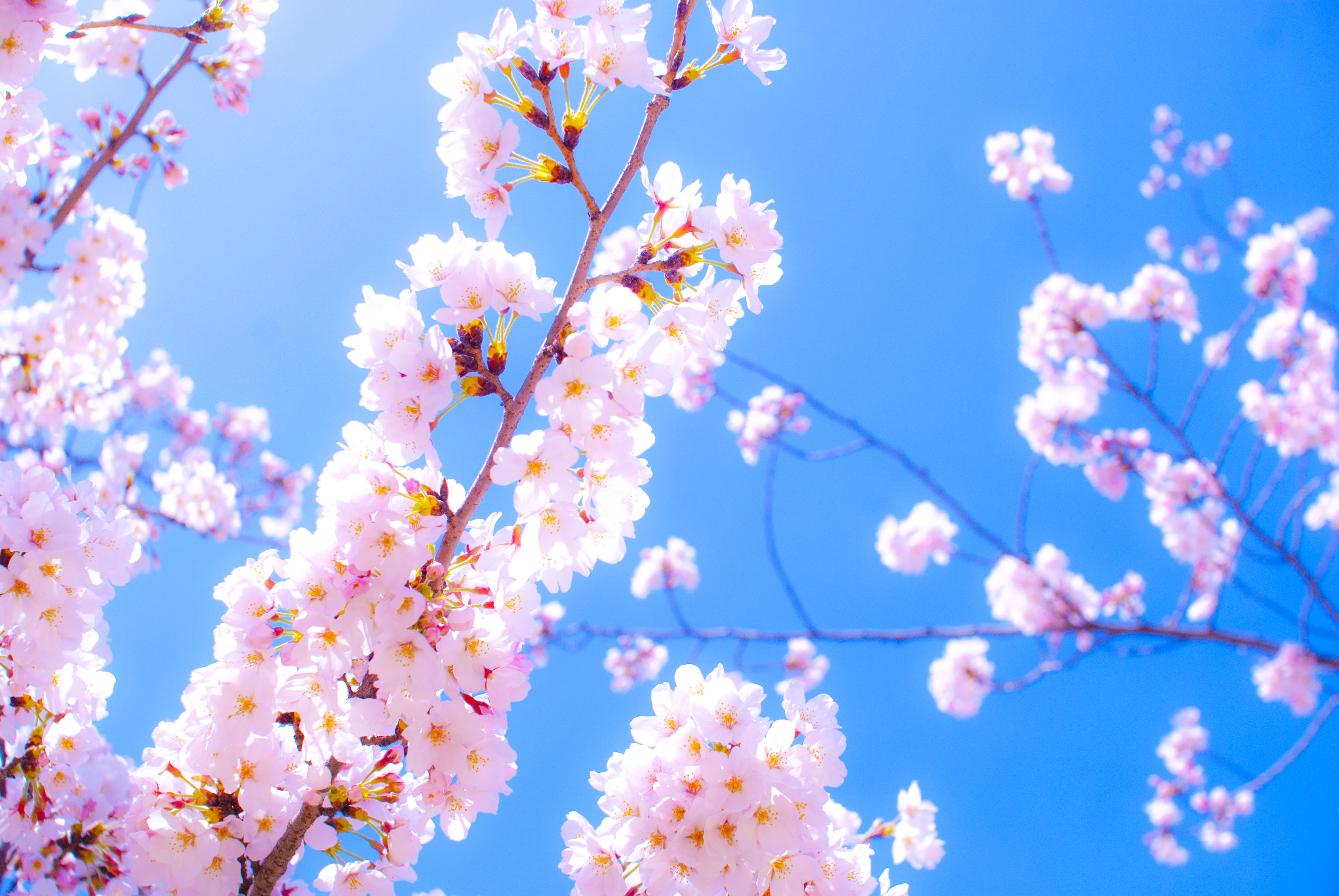 桜咲く ブログ 完全個別カリキュラムの学習塾 進学塾 個別指導wam