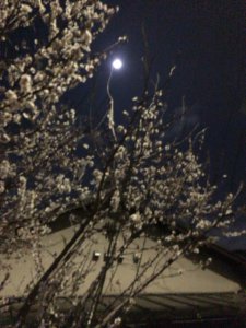 月夜の白梅