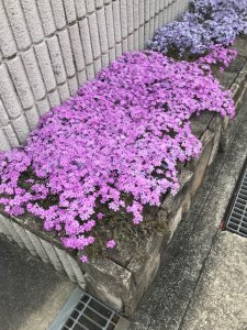 芝桜