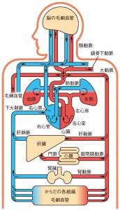 理科のすすめ ４ 人のからだ 名神校 成績保証の個別指導学習塾wam