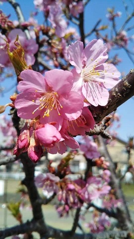桜咲く。。