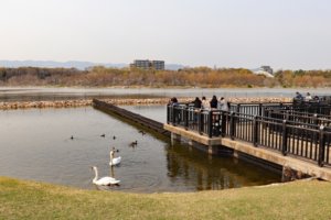 【日本列島】　伊丹に住んでいるので昆陽池行って見た