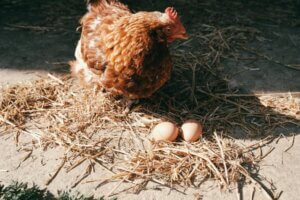 2月8日「にわとりの日」卵が先か？にわとりが先か？