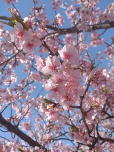 河津桜が満開になりました🌸