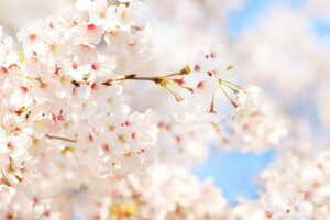 満開の桜咲く！！