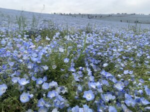 ネモフィラの花を見に行ってきました♪