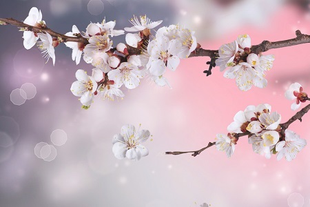 桜の花びら一片