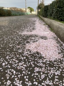 【一橋学園校】散る桜 残る桜も 散る桜