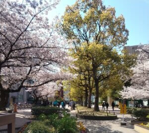 入学式と「桜」