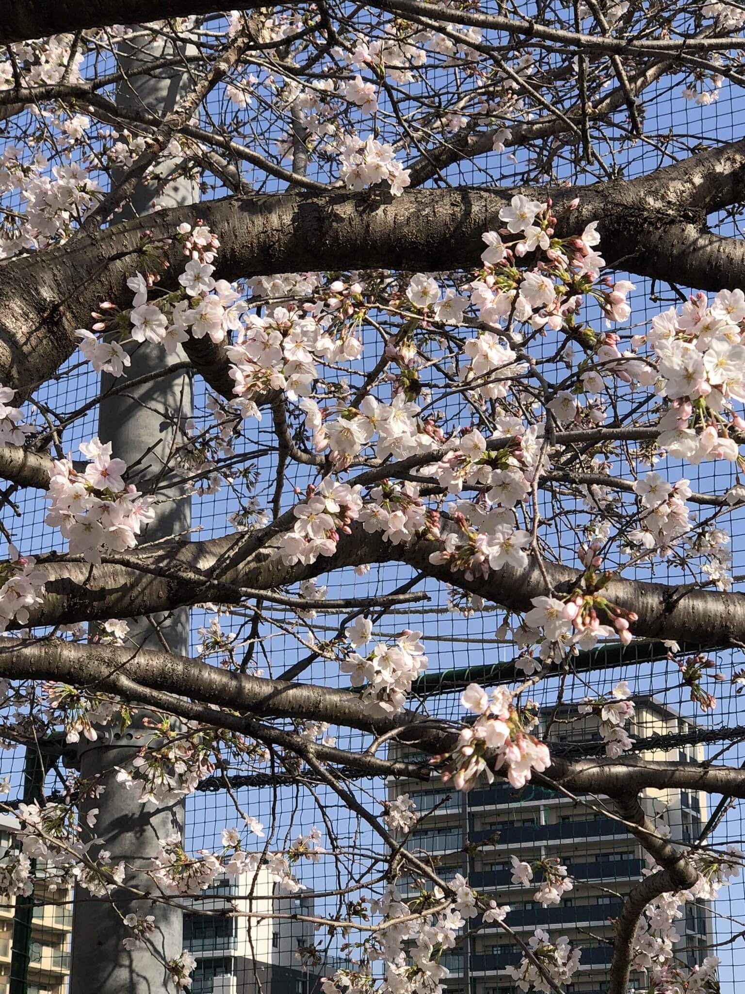 桜の季節🌸