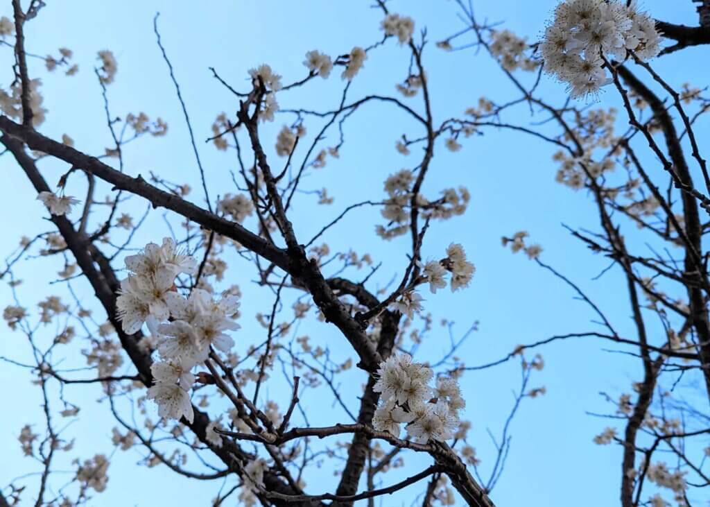 春期講習4日間【無料】キャンペーン実施中