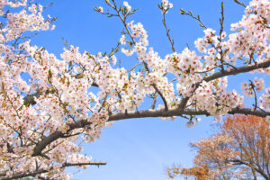 六実桜まつり