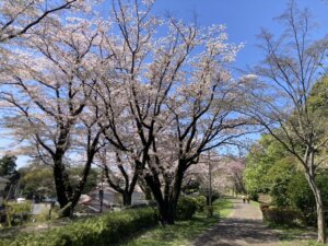 今年もきれいに咲いていました🌸【尾根緑道】