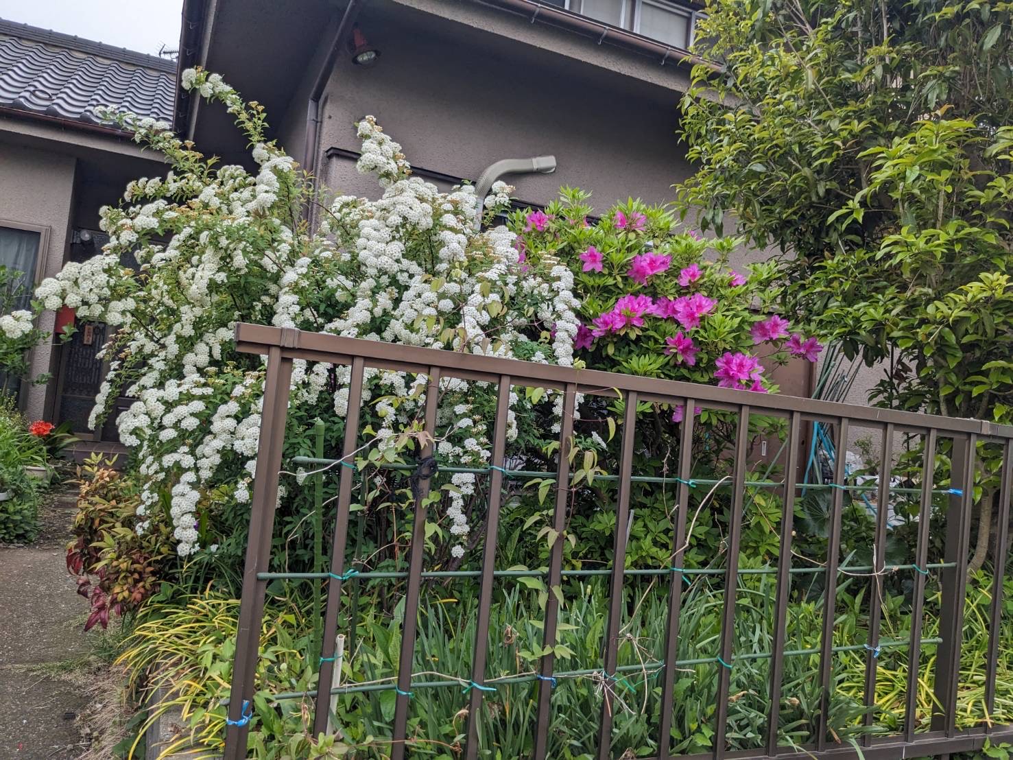 こでまり