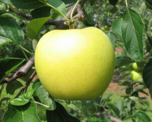 【青森県リンゴ　①】