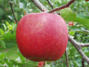 【リンゴ　②】