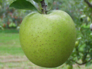 【リンゴ　④】