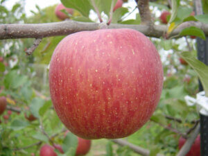 【リンゴ　⑤】