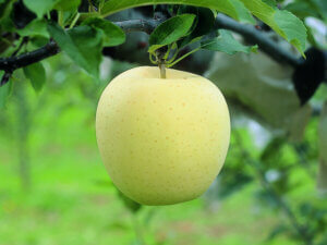 【リンゴ　⑥】