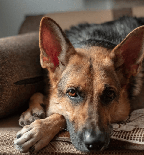 【英語】神奈川県公立入試【単語①】