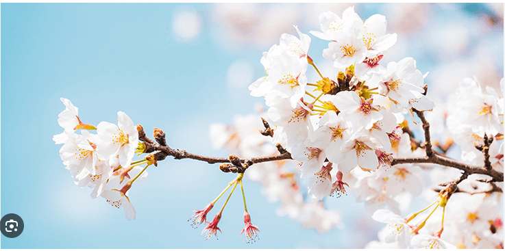 マックの英語、実は「バツ」？