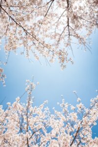 【新中学生】科目に関する考察【国語②】