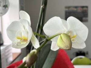 胡蝶蘭　②