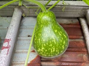 8月です