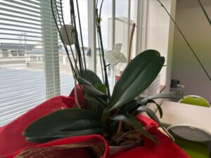 中学3年生忙しいです