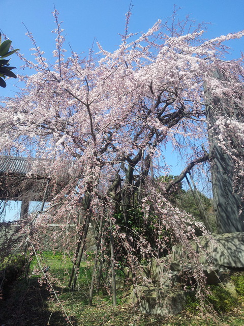 桜 -SAKURA-