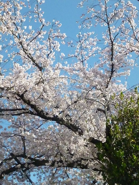 桜満開！やる気全開！！